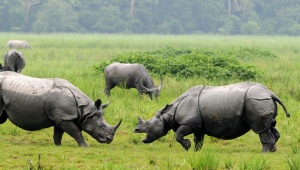 Бракониери избили 100 носорога за два месеца