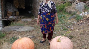 Тикви-гиганти отгледа пенсионерката Земеделска