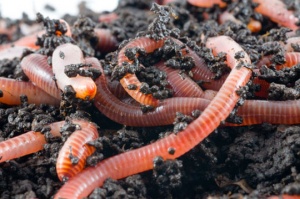 Еколози „ожениха“ 70 земни червея в Тайван