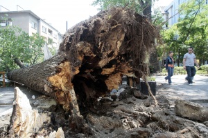 Дърво падна и уби мъж в Бургас
