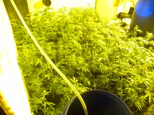 Холандец с „фабрика" за наркотици в Шумен, ще лежи 4 години