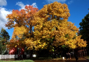 Настъпи астрономическата есен в Северното полукълбо