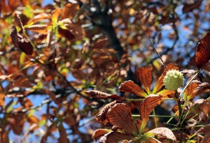 До 30 градуса в България през октомври