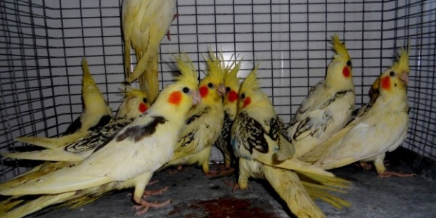 Митничари спряха трафика на 16 папагала