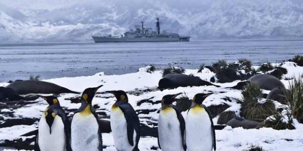 Спасяват пингвини от мазутен капан