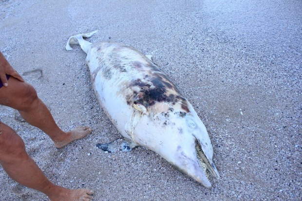 Десетки мъртви делфини изхвърлило морето през лятото