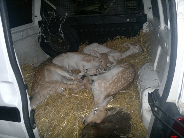 Митничари спасиха 4 упоени еленчета