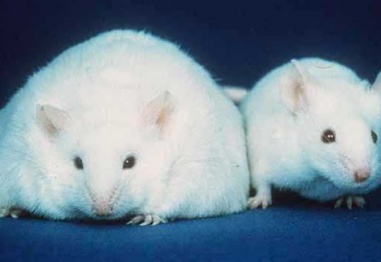 Ваксина срещу затлъстяване работи при мишки