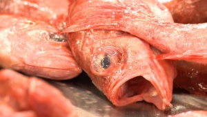 Салмонела върлува в САЩ и Холандия заради заразена риба