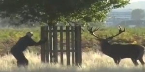 Разярен лос приклещи любопитен британец на дърво