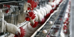 Държавата вече ще подпомага птицевъдите и свиневъдите