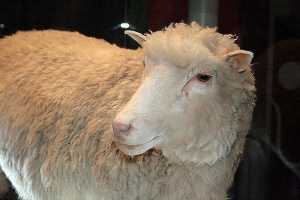 Почина „бащата" на овцата Доли