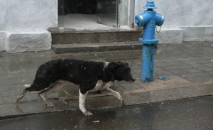 Почина нахапаната от ловно куче малка Виктория