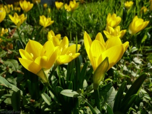 Минзухари разцъфтяха край Варна