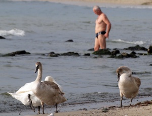 Лебеди долетяха във Варна, не дочакаха зимата