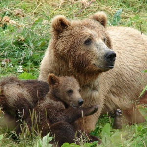 Започва национално преброяване на дивите мечки