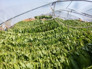 73 млн. лева отиват и за тютюнопроизводителите