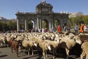 2000 овце щурмуваха Мадрид