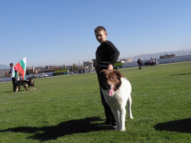 Стотина овчарски кучета ръмжаха на шампионат в Разлог