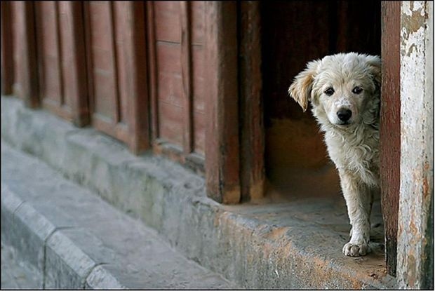 Фандъкова: Продължават да стоварват масово кучета в София