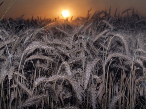 Близо 10 млн. дка български земи засети с пшеница