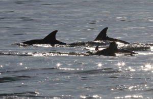 Над 90 делфина се самоубиха край Австралия