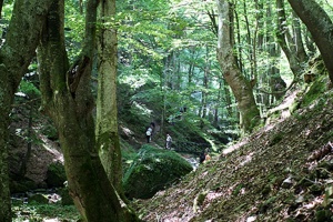 ЕК отхвърли опасенията за сериозни наказания заради заменките на гори