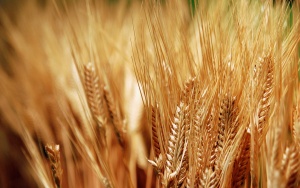 Задължителният етикет за ГМО-фуражи оставал