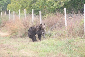 Депутатите забраниха лова на кафява мечка в България