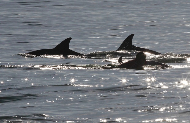 Над 90 делфина се самоубиха край Австралия
