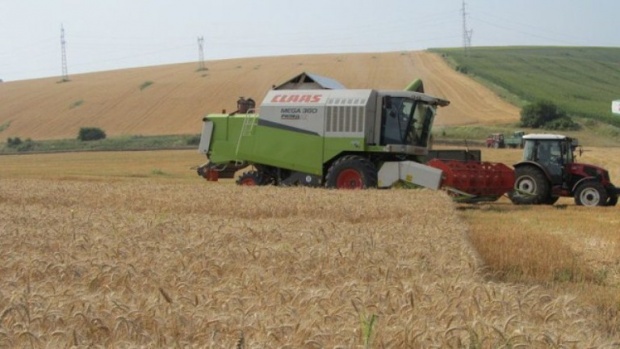 Цената на пшеницата стигна 450 лв. за тон на стоковата борса в Монтана