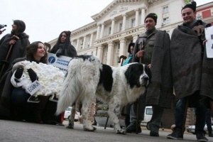 Студенти разходиха овцата Бойка пред Министерския съвет