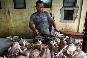 Птичи грип уби 4-годишно момченце в Индонезия