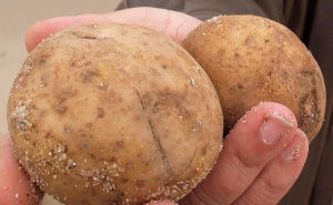 Задържаха 20 тона опасни картофи на границата с Турция