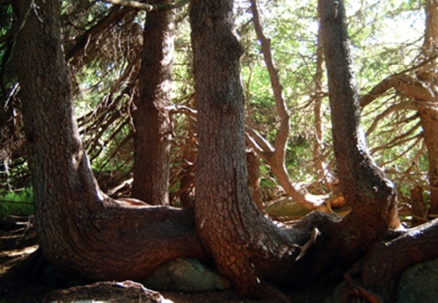 WWF спасява вековните гори в България