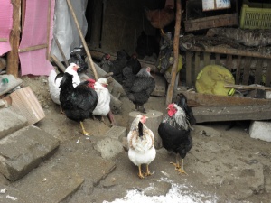 Чумата на птиците уби 150 кокошки в Кърджалийско за ден