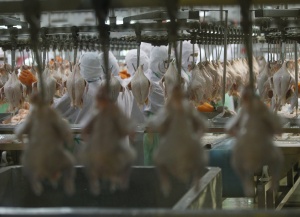 Беларус забрани вноса на пилешко от България