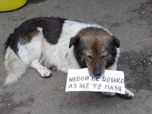 Десетки улични кучета отровени в Силистра