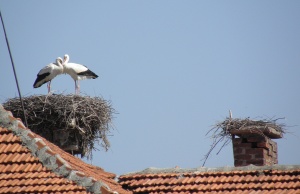 Настъпва астрономическата пролет