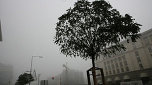 Стотици декари гори изчезнаха след урагана край Трявна