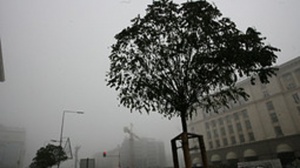 Фандъкова разпореди да се вземат мерки заради вятъра