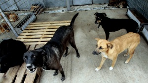 5-годишно дете почина от кучешка тения