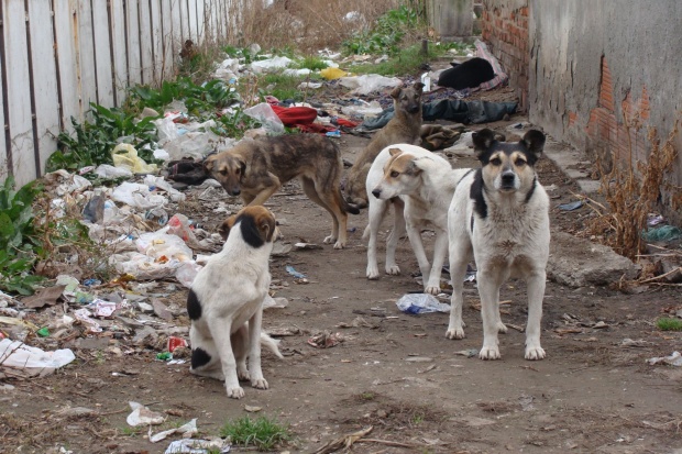 Агресивните кучета в София намаляват