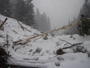 Лавина помете четирима алпинисти в Банско