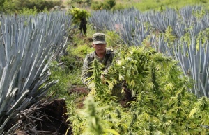 Британски сайт предлага семена марихуана на български