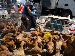 Птичи грип вече и в Пекин