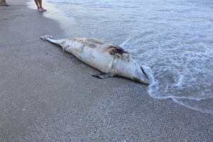 Още един мъртъв делфин на бургаския плаж