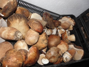 Холандия глоби агенция, наела българи за берачи на гъби