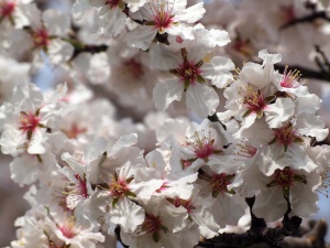 Рекордни жеги в България