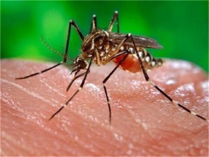 Нашествие от комари на Капитан Андреево
